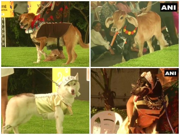 It is the first time a pet fashion show was organised in Chennai.