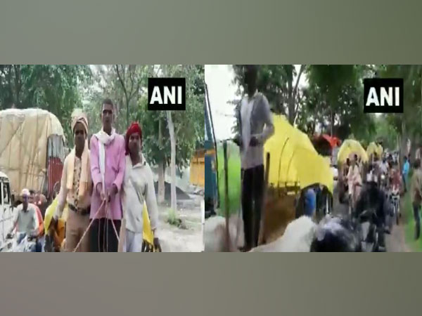 Groom, 'baratis' ride bullock carts to reach wedding venue 35 Kms away in UP's Deoria on Sunday. [Photo/ANI]