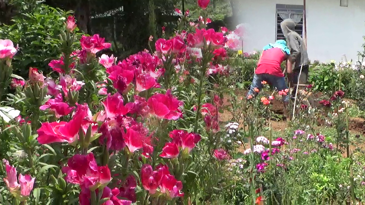 
    Floriculture helps boost farmers' income in Meghalaya
    