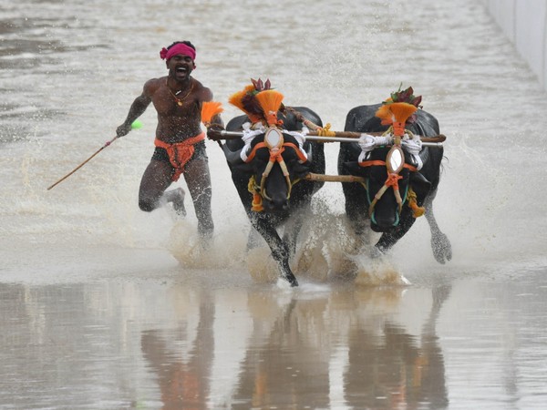 Kambala folk sport in Bengaluru (Image/ANI)