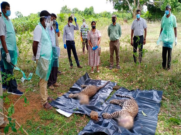 Corpse of leopards found near Belvadi Lake (Photo/ANI)