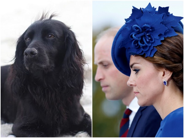 Lupo, Kate Middleton and Prince William