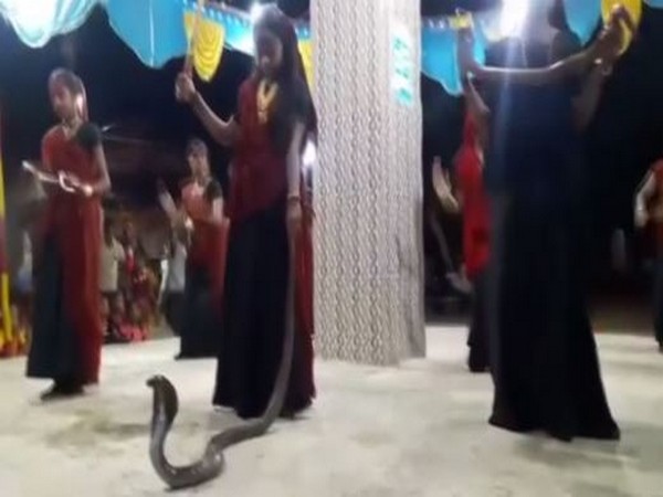 Three women were seen performing Garba with snakes at a function in Shil village on October 6 in Gujarat. Photo/ANI