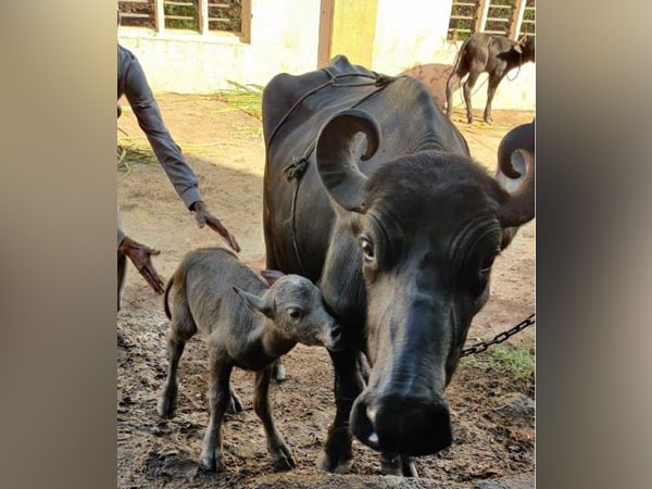 India's first Banni buffalo IVF calf born out of 6 Banni IVF pregnancies in Gujarat.