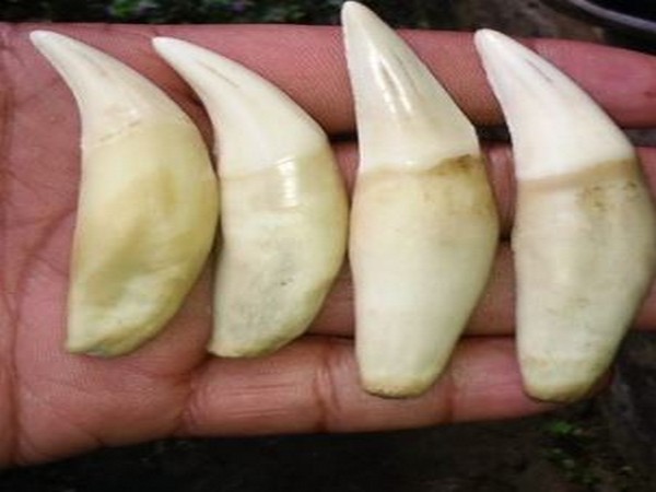 Tiger teeth seized by Assam Police (Photo/ANI)