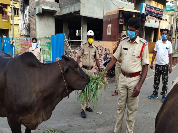 Police carried the grass, silage and vegetables on a van, searched places in the city, and distributed them amongst the stray cows. Photo/ANI