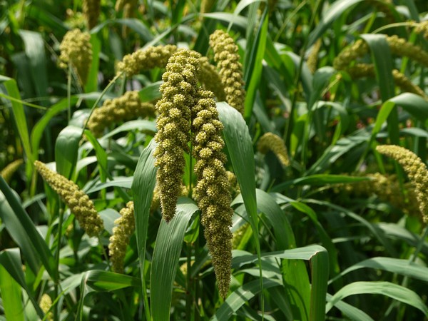 Foxtail millet