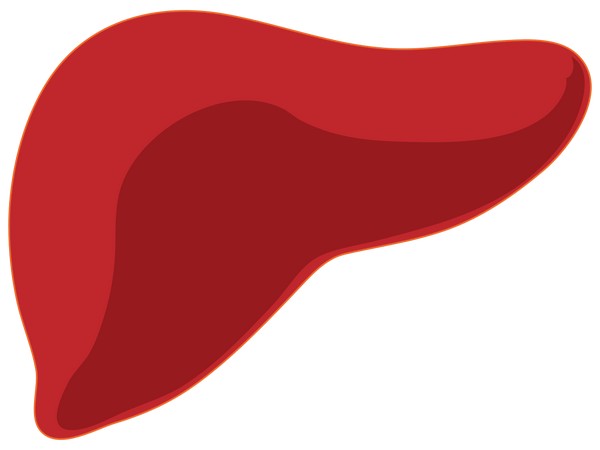 The technology opens a large avenue for many applications offering a new life for many patients with end-stage liver disease or cancer.