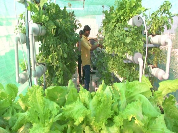 Gujarat teacher turns agriculturist with terrace farming. [Photo/ANI]]