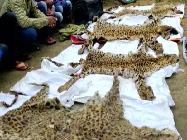 Seized leopard skins in Dantewada. Photo/ANI