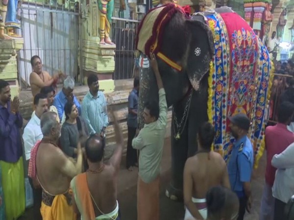 Temple elephant Ramalakshmi performing special pooja conducted at Rameswaram Ramanathaswamy Temple on Saturday. Photo/ANI