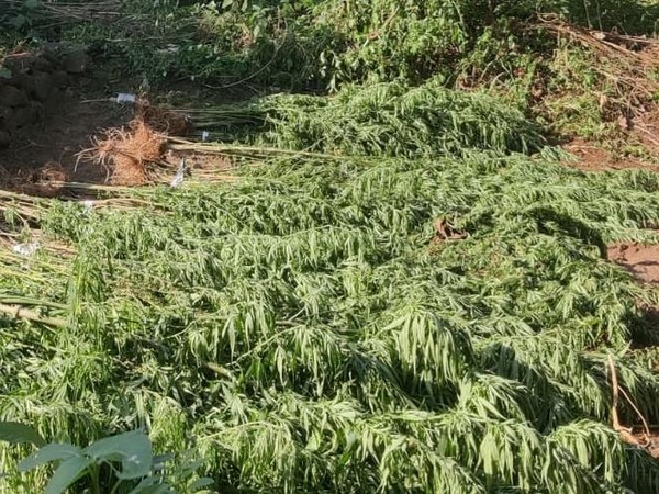 Ganja trees recovered from farm of accused.