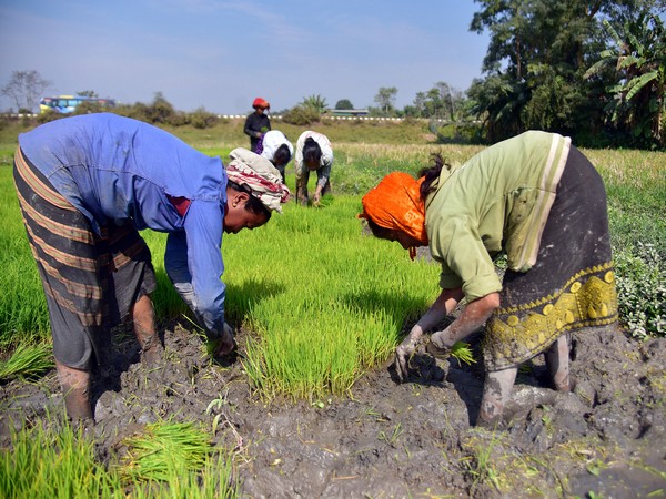 Farmers pull out paddy saplings before transplanting them in a field ( File Photo/ANI)