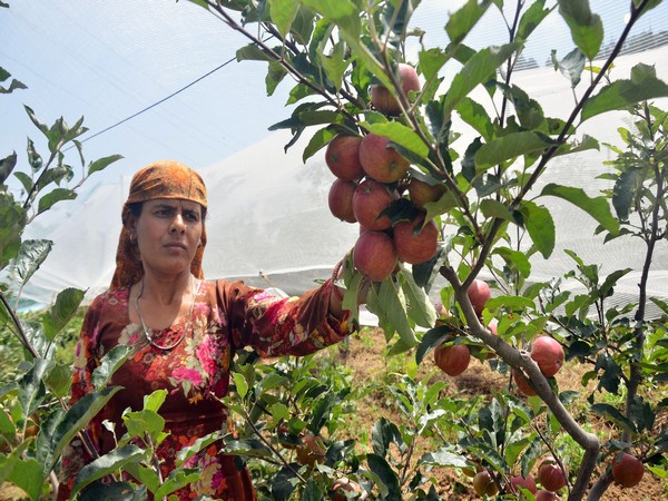 A farmer inspecting the apple crop at an orchard in Srinagar.