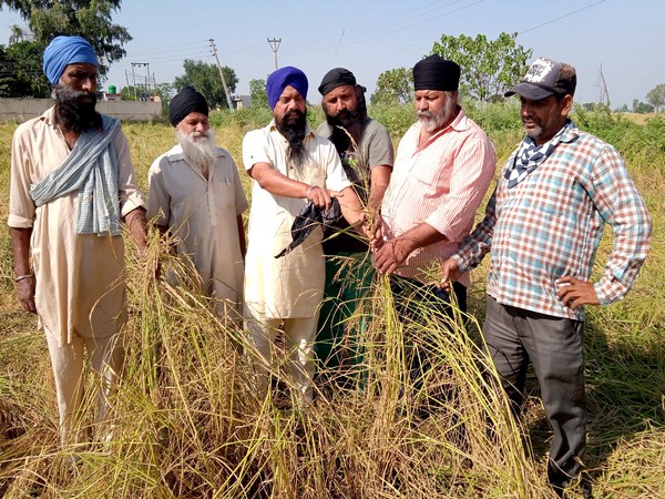 Farmers show the Basmati rice crop damaged due to a massive hailstorm. [File Photo/ANI]