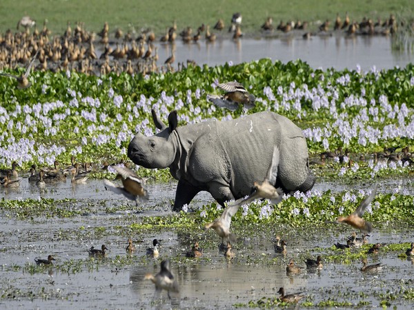 One-horned Rhino at Pobitora Wildlife Sanctuary (Photo/ANI)