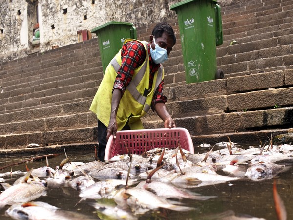 BMC worker collects dead fishes from the Banganga Tank (Photo/ANI)