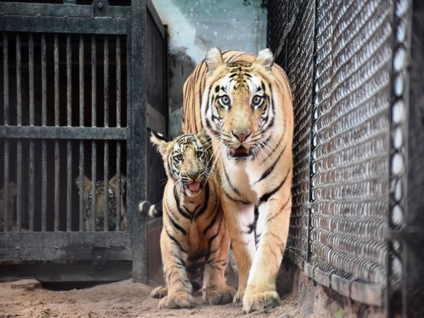 Founder of Humans of Hyderabad has offered to adopt one Royal Bengal tiger for one year 
