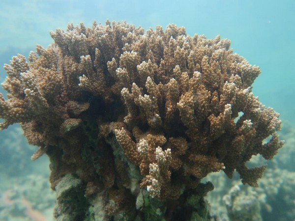 The rice coral 'Montipora capitata'