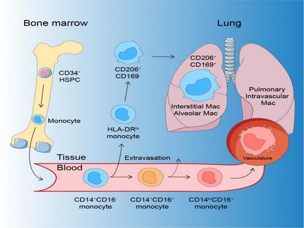 The development of human macrophages.