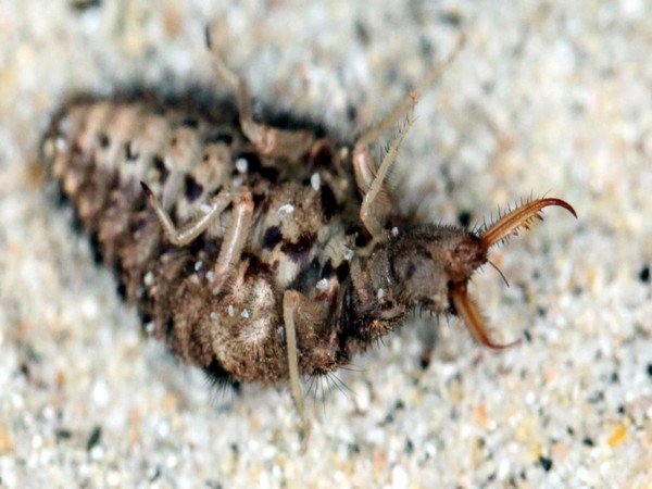 European antlion (Euroleon nostras) on its dorsal side playing dead (Image courtesy: Nigel R. Franks)