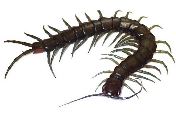 The amphibious Scolopendra alcyona Tsukamoto and Shimano (Image courtesy: Tokyo Metropolitan University) 