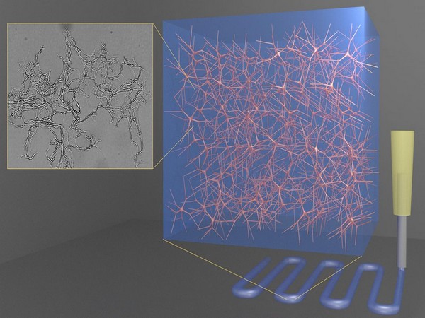 The hydrogel material comes from different-sized seaweed particles. (Image credit: Orlin Velev, NC State University)