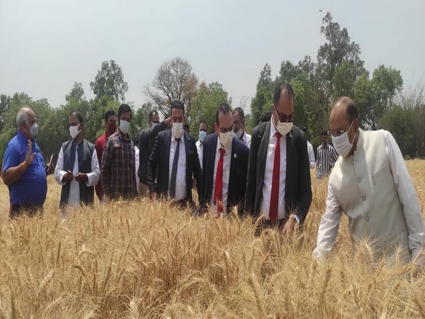 Egyptian delegation examining Indian wheat grains (Photo credit: Facebook/President of the Egyptian Council of Ministers)