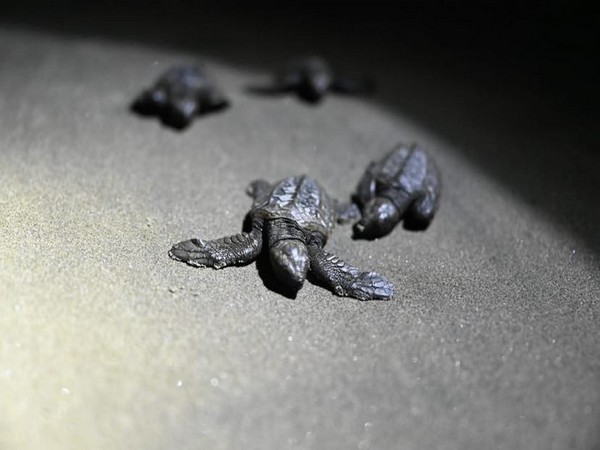 Olive Ridley turtles (Facebook/Vishwajit Rane)