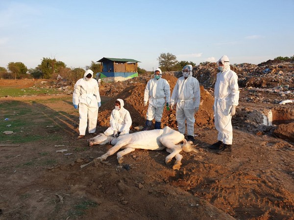 The infected mare lying dead at a training ground in Navagav. (Photo/ANI)