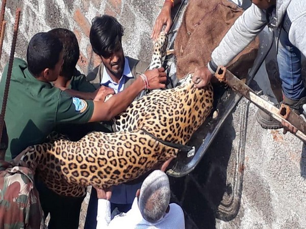 Panther successfully rescued by a team of Nehru Zoo Park on Monday. Photo/ANI 