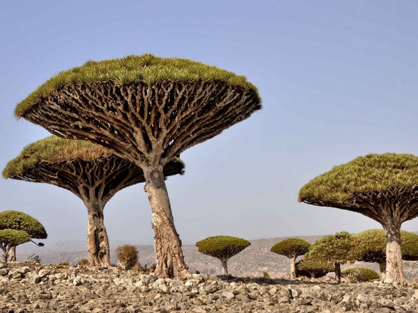 UAE's USD 110 mn development, relief aid enabled Socotra to overcome challenges, dire conditions [Image Credits: WAM]