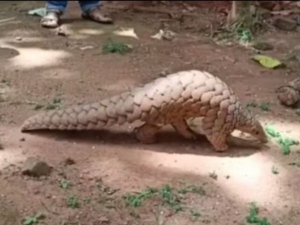 A Pangolin was rescued from smugglers by Baliguda Forest Department on Wednesday. (Photos/ANI)