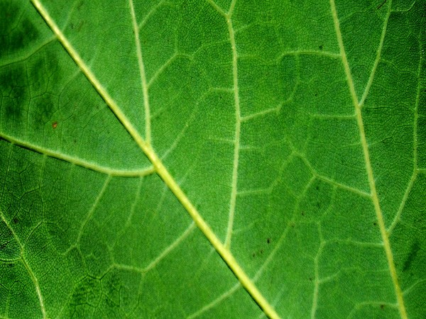 The artificial leaf is powered by sunlight, although it still works efficiently on cloudy and overcast days.