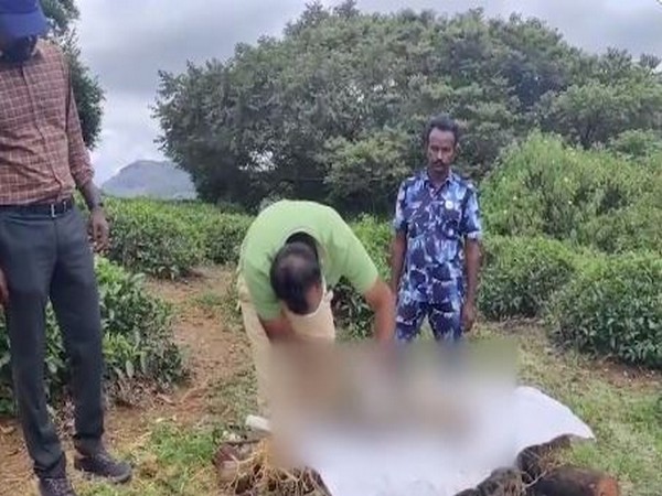 Dead tiger cub being examined by forest officials (Photo/ANI)