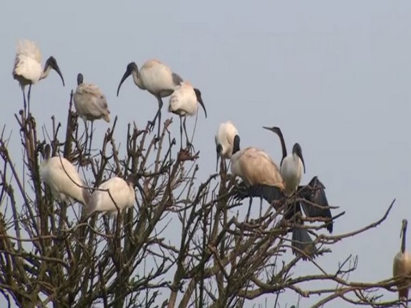 A visual from the Gudavi Bird Sanctuary. (Photo/ANI)