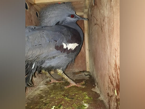 Rare breed of exotic birds were seized from Aizawl on Saturday. Photo/ANI