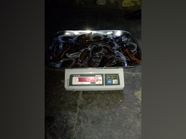 Himachal Police team seized 1.12 kg of cannabis (Photo/ANI)