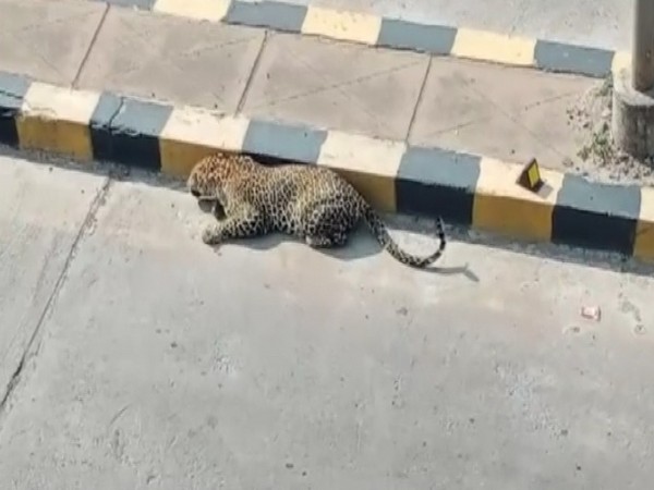 A leopard spotted by locals in Ranga Reddy district on Thursday [Photo/ANI]