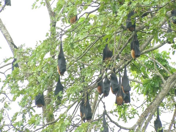 Bats resting on tress in the banks of the Tunga river. 