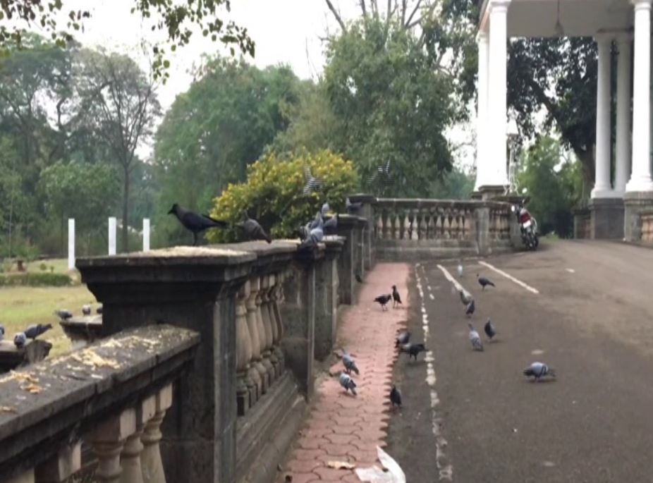 More than 150 crows have died in Indore so far (Photo/ANI)