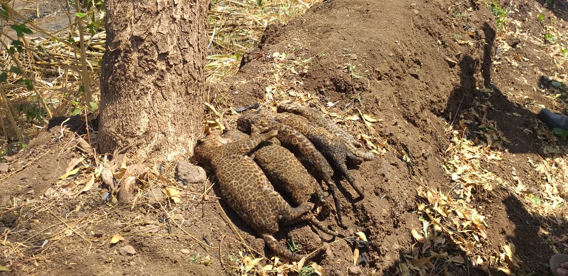 Carcass of five leopard cubs found in Awsari village in Pune. Photo: ANI