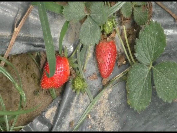 Strawberry growers suffer huge losses in Sambhal district amid lockdown (Photo/ANI)