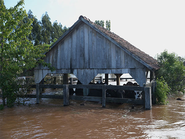 Cattle is seen inside a flooded structure after a cyclone hit southern towns, in Venancio Aires(Photo/Reuters)