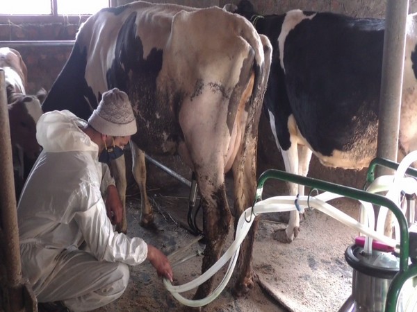Tahir Ahmad Rather from the Madar area of Bandipora started a dairy farm in 2020 with the help of the district's Animal Husbandry Department. (Photo/ANI)