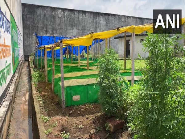 Mushroom cultivation by prisoners in jail (Photo/ANI)