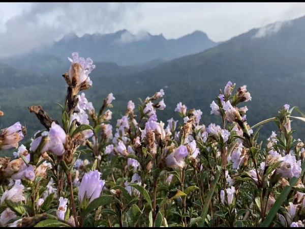 The Neelakurinji flowers. (Photos/ANI)