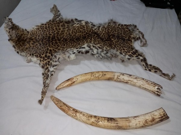 Elephant tusks and leopard skin seized by STF