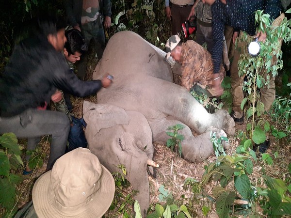 An elephant calf was injured while crossing the road here on Thursday night. Photo/ANI