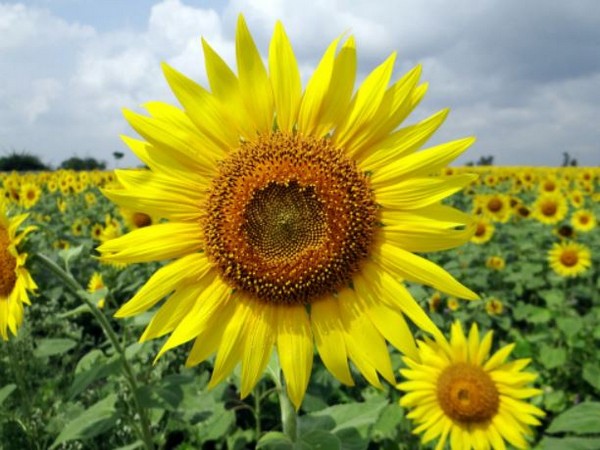 Representative image